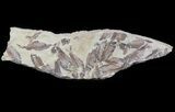 Fossil Fish (Gosiutichthys) Mortality Plate - Lake Gosiute #63967-1